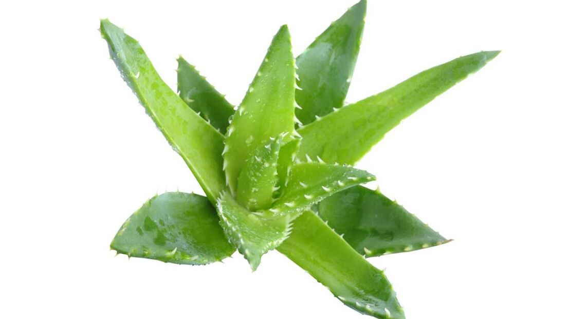 Aloe in Creme Proctonic